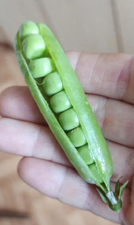 Горох Русский гигант (белый пакет)