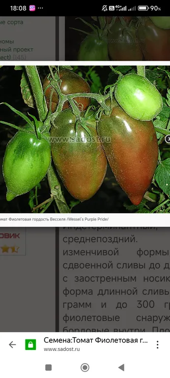 Томат Фиолетовая гордость весселя