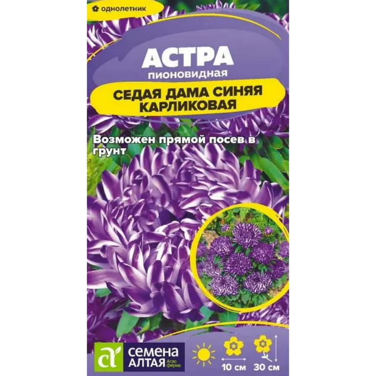 Астра пионовидная Седая Дама синяя