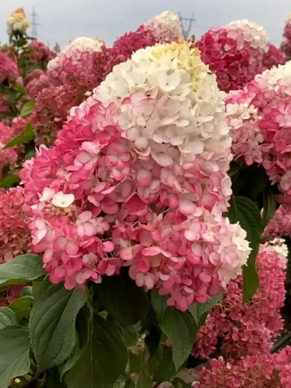 Гортензия метельчатая Строуберри блоссом