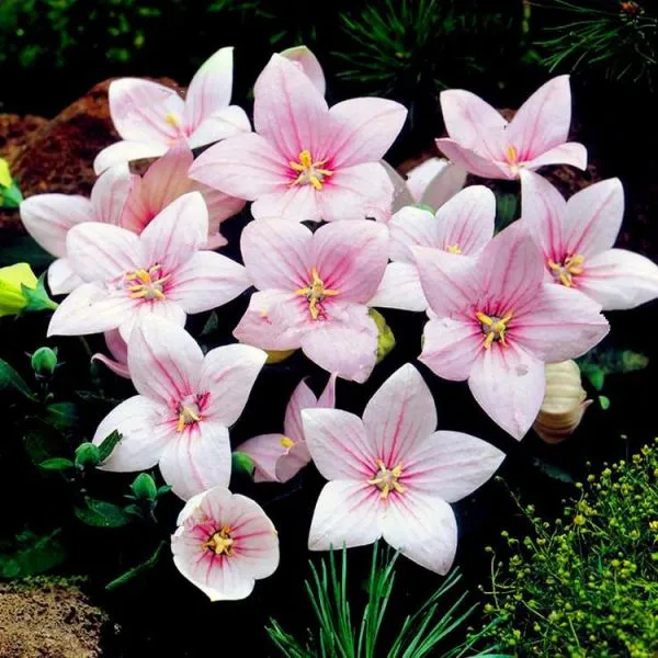 Ширококолокольчик крупноцветковый Fuji Pink