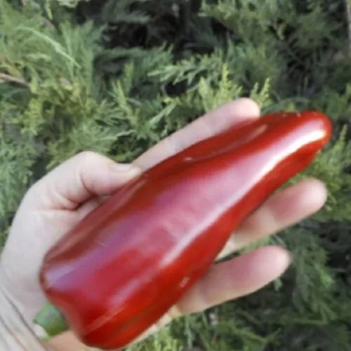 Перец Вино вишневое