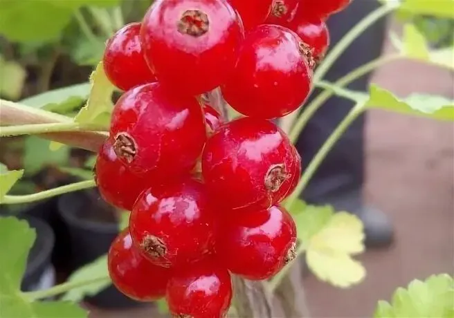 Смородина красная Ролан