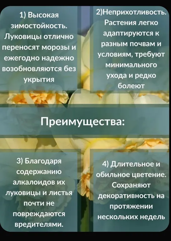 Нарцисс Арт Дизайн, фото 5