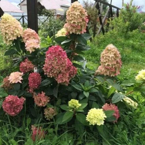 Гортензия метельчатая Граффити