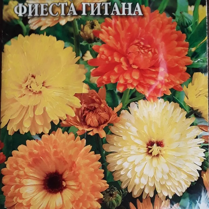 Календула Фиеста гитана