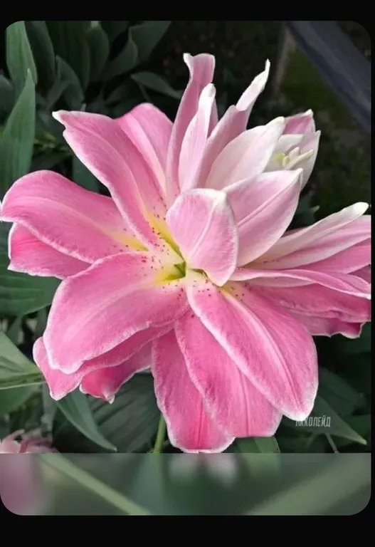 Акколейд, фото 3