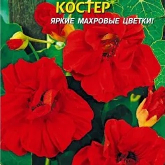 Настурция Костёр