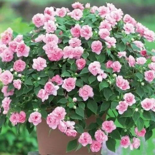 Бальзамин Кристал Блаш махровый F1