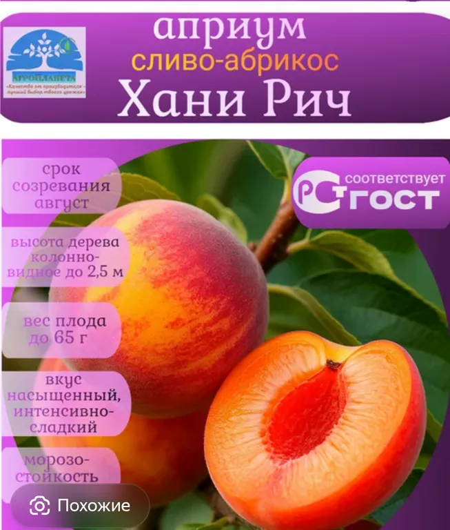 Априум Хани Рич