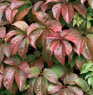 Девичий пятилист Redwall