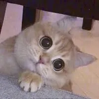 О