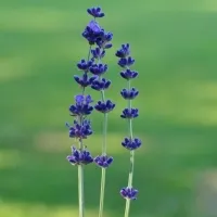 Lavender_garden